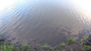 Рыбалка и отдых в Воронеже на пруду Головищи