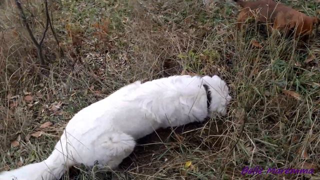 Маремма с таксой ловят мышь.Maremma With Dachshund Catching A Mouse