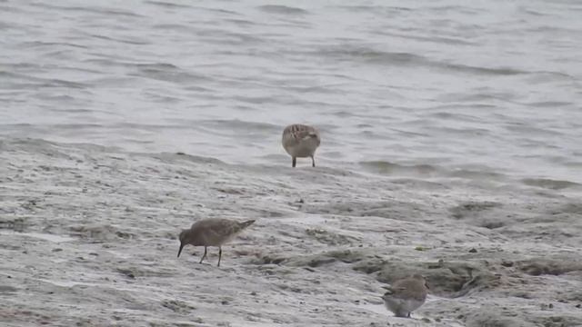 Малый веретенник - Limosa lapponica смотреть онлайн