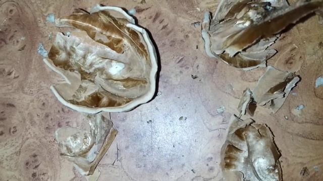 Как открывать Грецкие орехи ??!? help opening Walnut's? Як віткривати Волоськи горіхи? смотреть онлайн
