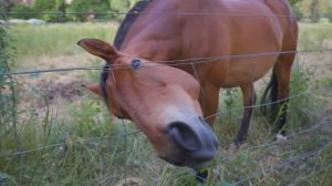 Изящные Лошадки | Видео Про Лошадей | Видео Про Животных