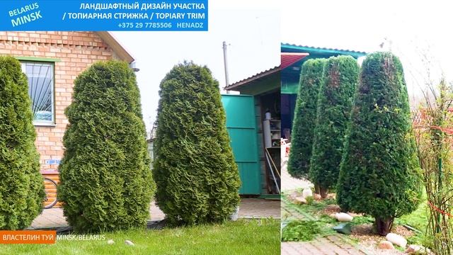 СТРИГУ ТУИ СМАРАГД ПРАВИЛЬНО. ТОПИАР. /властелин туй/ Стрижка туи Минск_Беларусь смотреть онлайн