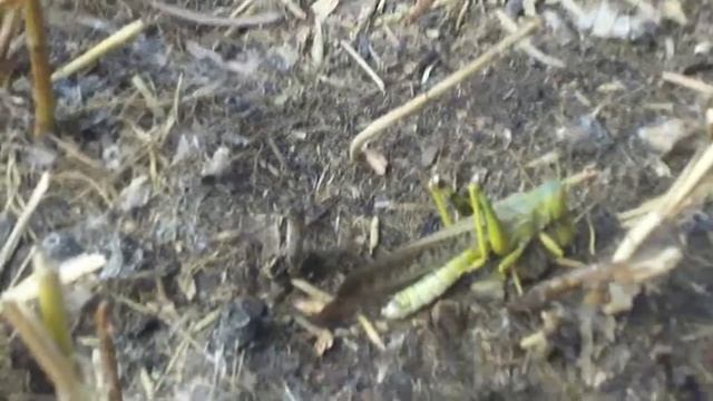 Яицекладка азиатской саранчи смотреть онлайн