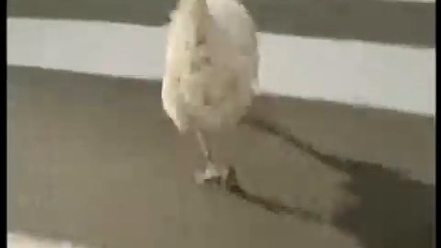 Реклама Нашей Рябы смотреть онлайн