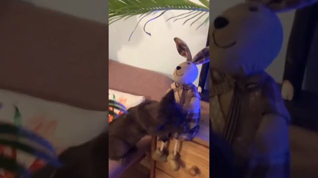 Увезли Котика в новый дом,назвали Зорро смотреть онлайн