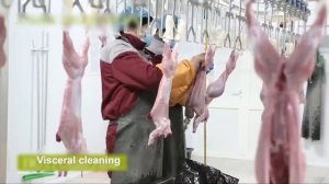 Ферма кроликов ?- Переработка мяса кроликов на заводе - Кролиководство