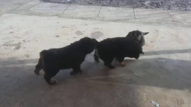 Щенки породы Монгол Банхар. Кобель от пары Аюша-Улан, защищается от кобелей Шар Тос и Алдар смотреть онлайн