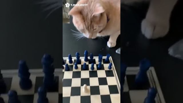 Кошачий гамбит смотреть онлайн