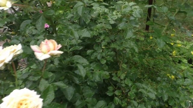 Роза кустовая La Calissonne (Ла калисон) видео обзор смотреть онлайн