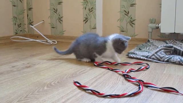 Котенок манчкин смотреть онлайн