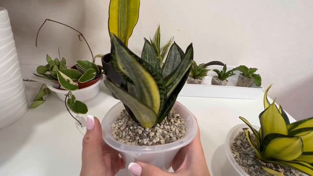 Посадила свои новые Сансевиерии и они немного пришли в себя ￼/ #сансевиерия ￼#sansevieria