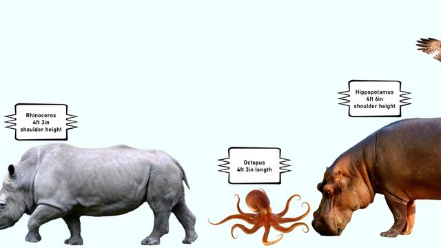 Animal Size Comparison | Smallest To Biggest Animals In The World