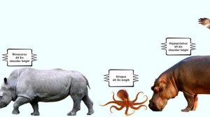 Animal Size Comparison | Smallest to Biggest Animals in the World