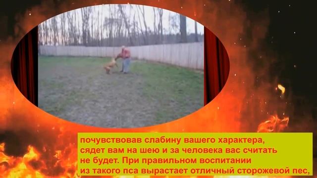 САМЫЕ ОПАСНЫЕ ПОРОДЫ СОБАК. ТОП 10 САМЫХ ОПАСНЫХ ПОРОД СОБАК В МИРЕ. № 9 БАНДОГ смотреть онлайн