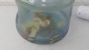 Как удалить зелёный налёт плесени в бутыле с водой