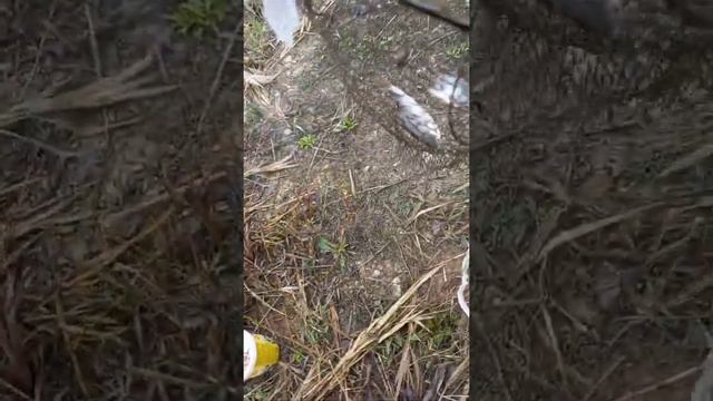 Вот такая у нас плотвичка ) Улов от 05.05.2021 смотреть онлайн