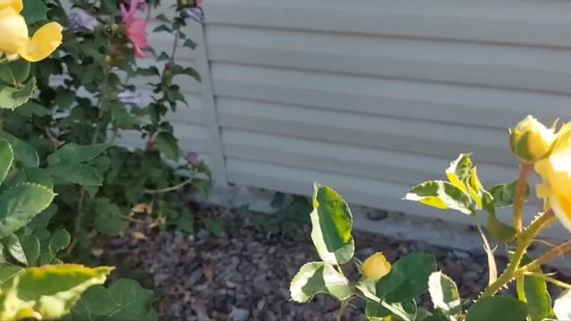 Муж и свекровь пытались сделать из Иры домашнюю утварь. Психолог помог расставить все точки над и. смотреть онлайн