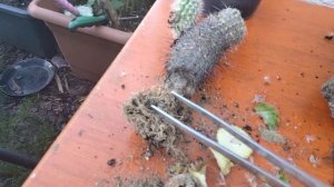 Пересадка и обрезка кактусов.Вторая жизнь для кактуса.Черенкование кактусов.Kakteen.