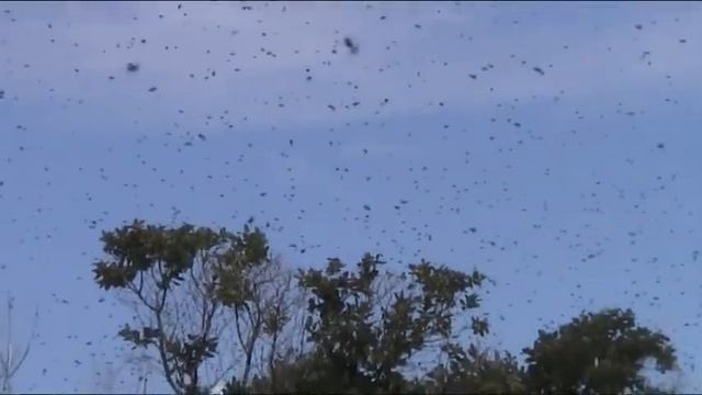 Рой пчёл.mpg смотреть онлайн