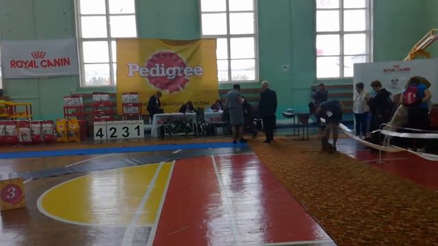 23.09.2018 Всероссийская выставка собак г. Мурманск