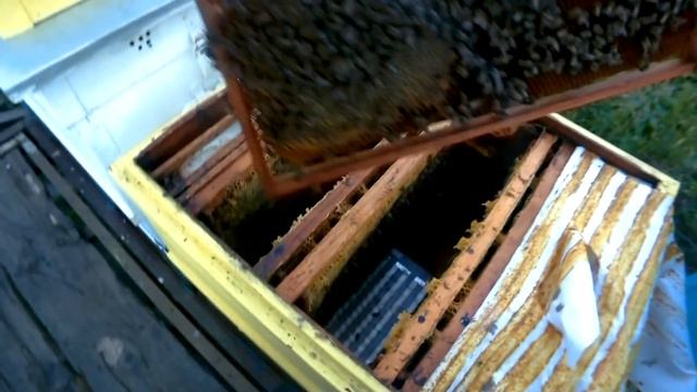 Сборка гнезда пчёл в зиму. Подробно от А до Я. смотреть онлайн