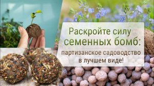 Раскройте силу семенных бомб: партизанское садоводство в лучшем виде!