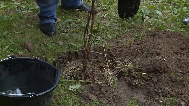 17 сентября в Большом Подольске прошла акция "Наш лес. Посади свое дерево". смотреть онлайн