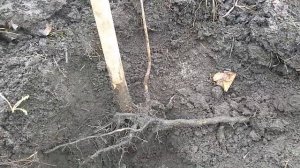 хурма, корневая поросль