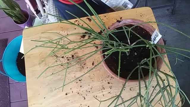 Repotting My Rhipsalis Baccifera & My Care смотреть онлайн