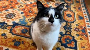 Смешной момент из а-ну-ка-давай-ка #геншинимпакт #анукадавайка #котики