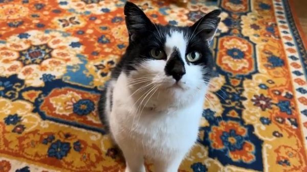 Смешной момент из а-ну-ка-давай-ка #геншинимпакт #анукадавайка #котики