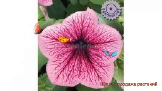 Петуния крупноцветковая Розовая с вишневыми жилками ? обзор: как сажать, семена петунии смотреть онлайн