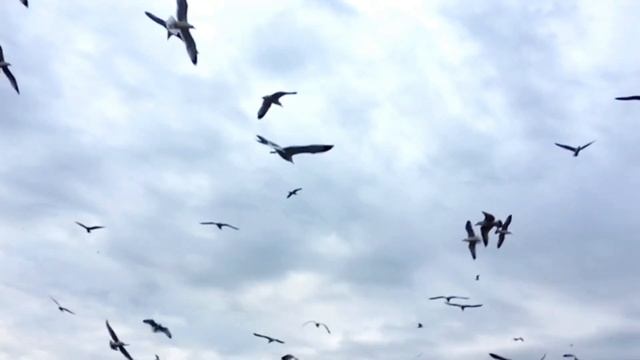 СКАЖИ, А ЧАЙКИ ТОЖЕ ПЛАЧУТ?!.. СТИХ ДО ГЛУБИНЫ ДУШИ смотреть онлайн