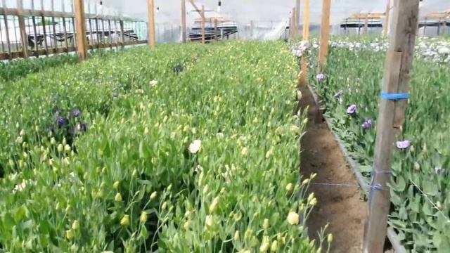 Лизиантус (Эустома) смотреть онлайн