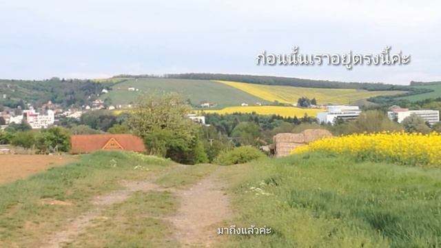 ทุ่งดอกผักกาดน้ำมัน Dudince Slovakia. смотреть онлайн