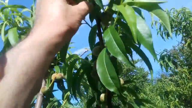 Сад. Прореживание плодов на персике.