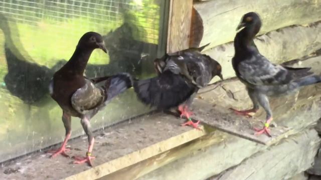 Голуби "мальтийские курочки". смотреть онлайн