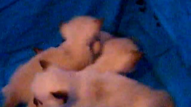 Seal mitted ragdoll babies смотреть онлайн