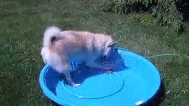 Norwegian Buhund In Pool