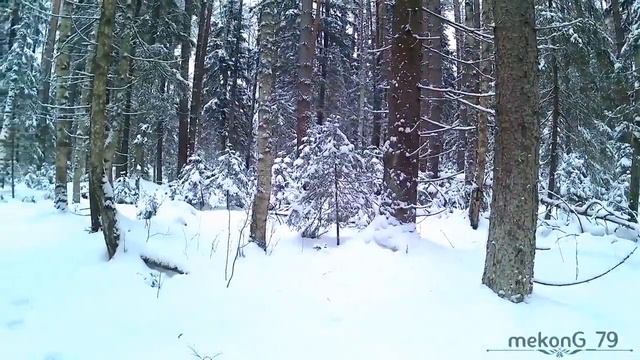 #russia #forest #winter #pine #snow #nature #timelapse #mood #зима #россия #лес #природа #сосны #сн смотреть онлайн