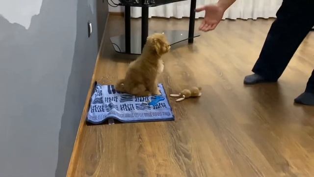 Порода МАЛЬТИПУ! Что нужно знать, прежде чем завести щенка! смотреть онлайн