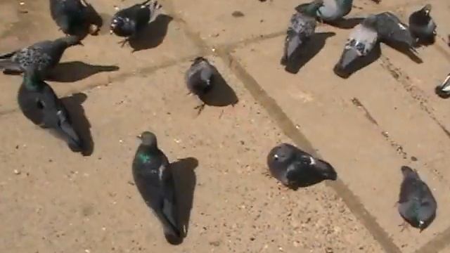 Ручные голуби в Боровском монастыре. смотреть онлайн