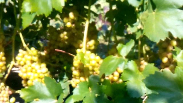 Сорт винограда Гурман смотреть онлайн