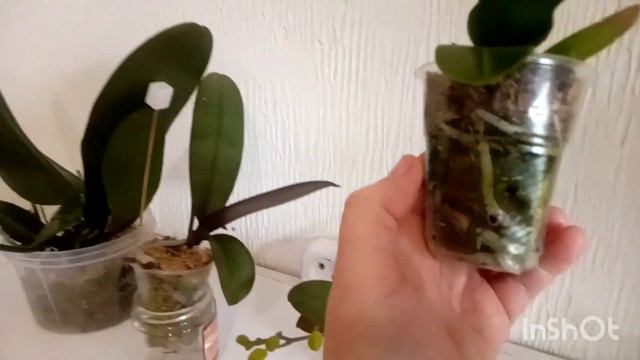 МОЙ полив орхидей посаженых в мох. 🚿🌺💞 смотреть онлайн