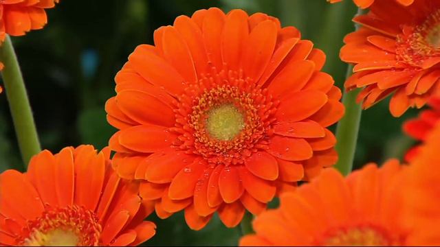 Roberta's 4-piece Oh So Sweet Gerber Daisies on QVC смотреть онлайн