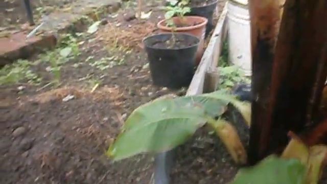 Инжир,персики и др экзоты в Ленинградской области смотреть онлайн