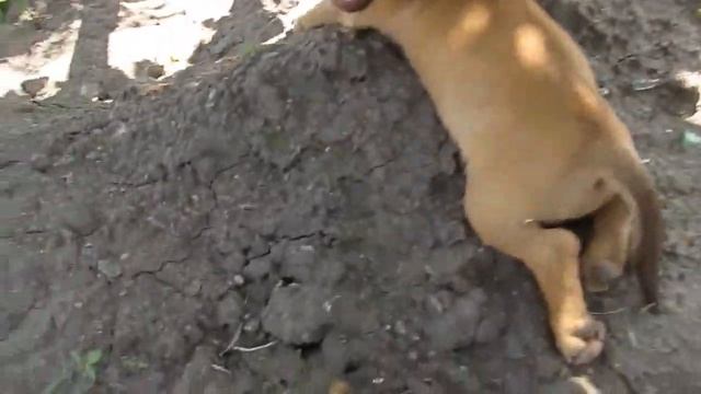 Собачка Тильда устала и хочет на ручки. Архив. Беззаботное лето 21 июля 2019 года. смотреть онлайн