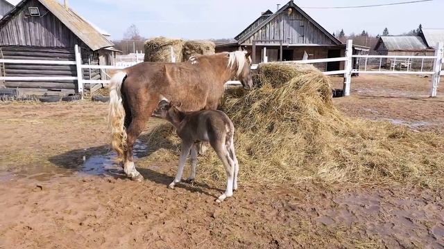 Первый серебристо-вороной жеребёнок сезона 2021 смотреть онлайн