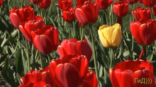 Весенняя красота ТЮЛЬПАНОВ И САКСОФОН!!!Монтаж ЛЮДМИЛА смотреть онлайн