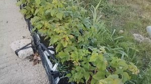 Идея выращивания малины в пенопластовых ящиках.